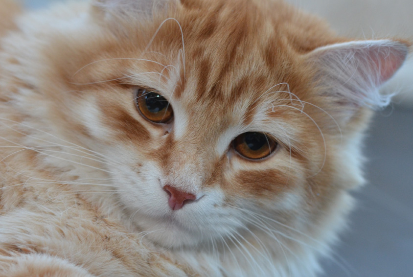 sibirisk katt Mir